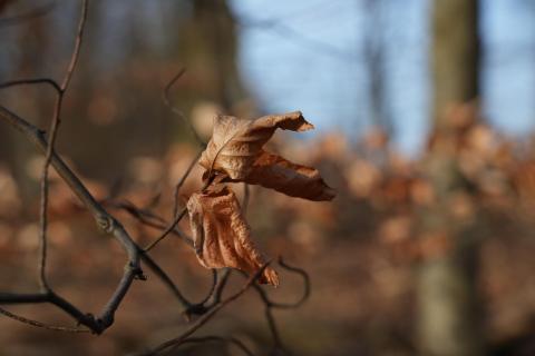 Buchenblätter im Frühjahr