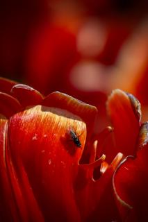 Rote Tulpe
