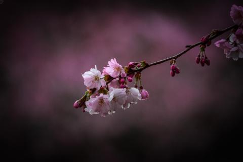 Kirschblüte