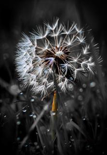 Pusteblume dunkel
