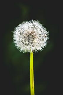 Pusteblume grün