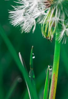 Regentropen mit Pusteblume