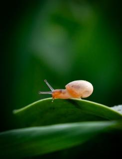 Schnecke