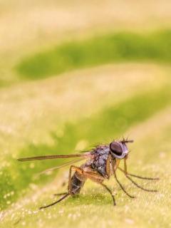 Fliege