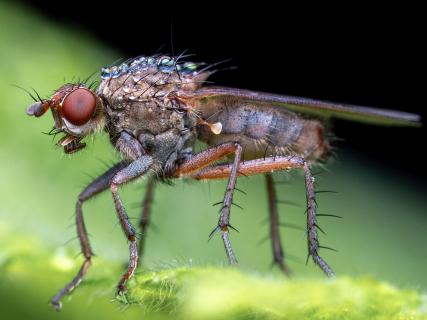 Fliege mit Morgentau