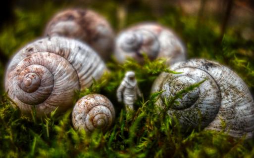 Cemetery of Snails