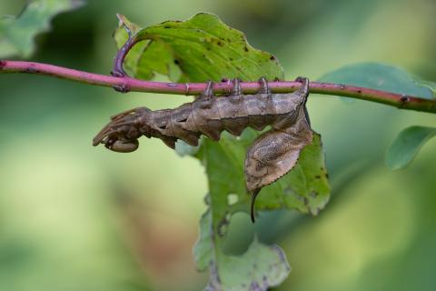 Raupe eines Buchenzahnspinner