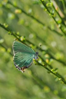 Grüner Zipfelfalter