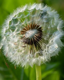 Pusteblume
