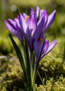Elfenkrokusse