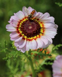 Hainschwebfliege auf Wucherblume