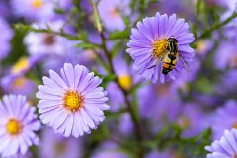 Schwebfliege auf Aster