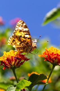 Schmetterling in Latium