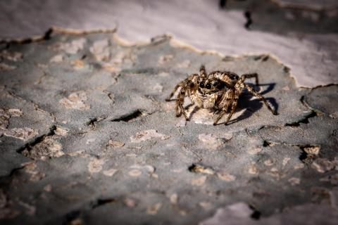 Spinne am Vesuv
