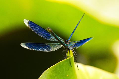 Prachtlibelle
