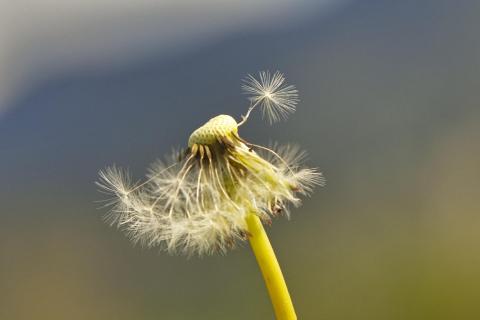 Pusteblume