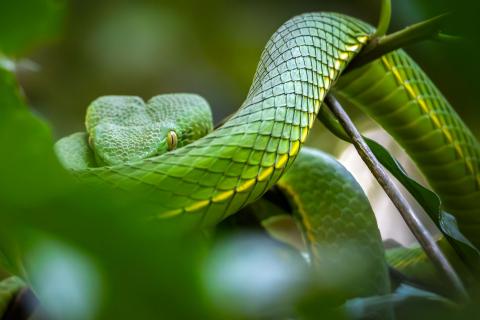 Green Viper