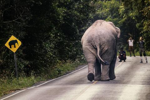 Elephant Crossing