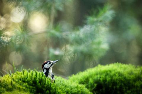 Versteckt