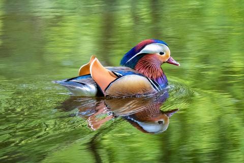 Mandarinente