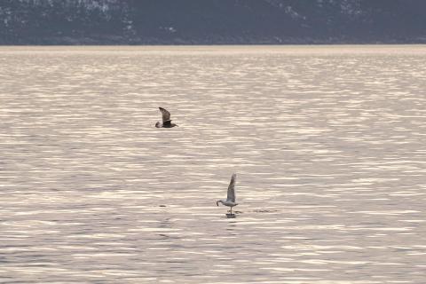 DSCF6336-2000
