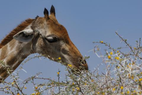Giraffenkopf in Namibia