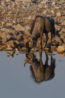 Streifengnu spiegelt sich im Wasserloch