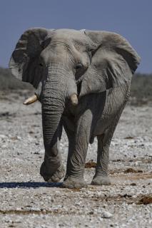 Elefantenbulle in Namibia