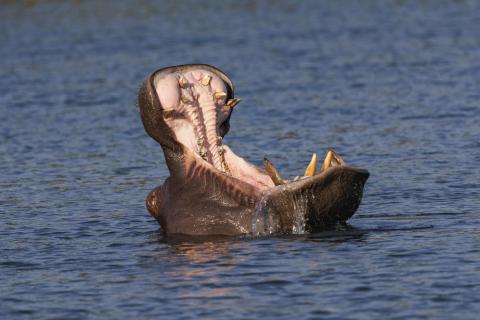 Hippo im Okavango