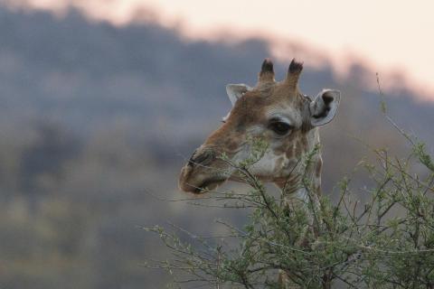 Giraffenkopf in der Abenddämmerung