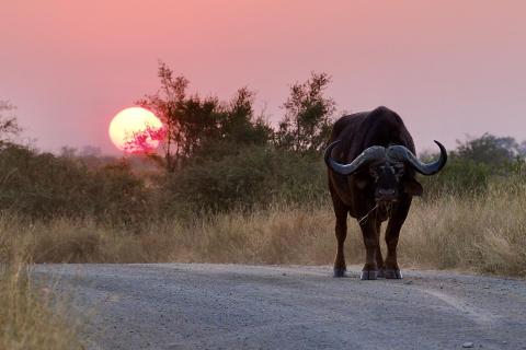 The Buffalo 