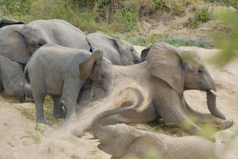 Elephants Plays
