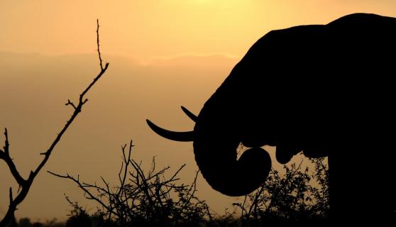 Elephant in the sun 