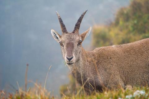 Steinbock