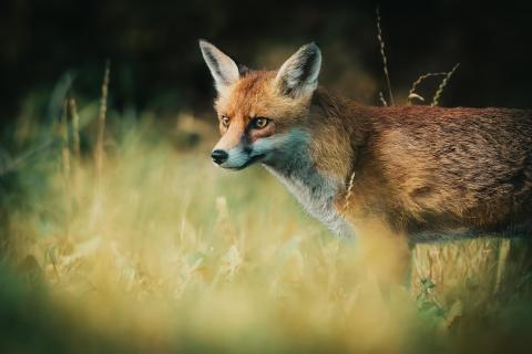 Fuchs im Abendlicht