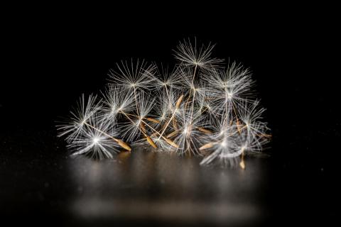  Flugsamen einer Pusteblume 