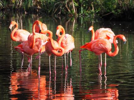 Flamingos im Zoo