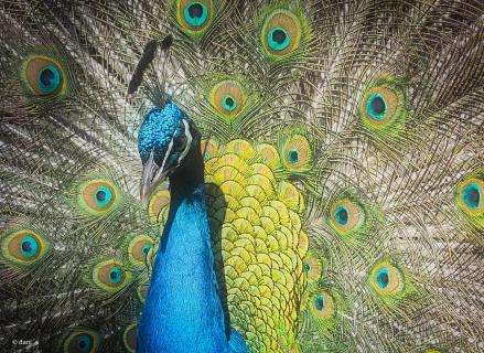 Pfau