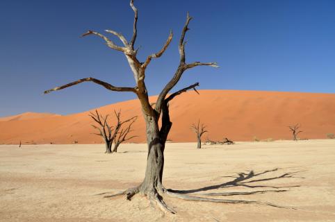 Abgestorbene Bäume im Sossusvlei - Wüste Namib