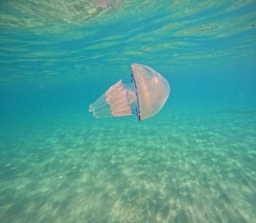 Qualle im Wasser