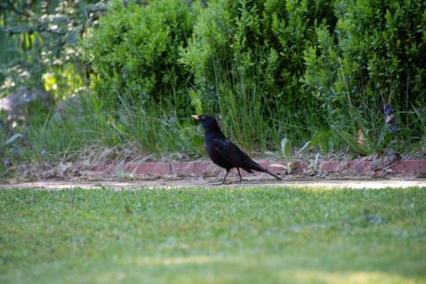 Amsel