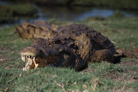 Krokodil am Ufer des Chobe Rivers
