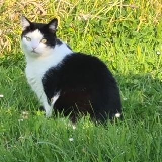 Katze 