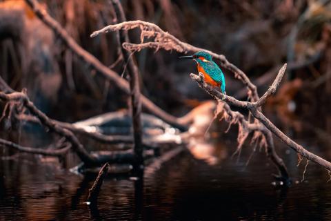 Eisvogel