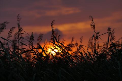 Schilf in der untergehenden Sonne