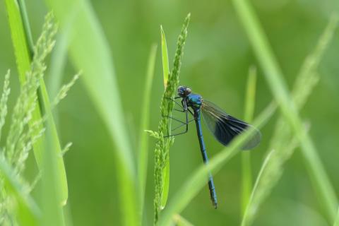 Libelle