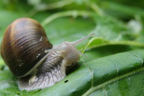 Schnecke