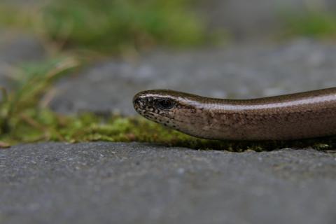 Blindschleiche