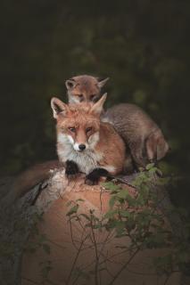 Fuchsbaby mit Mama