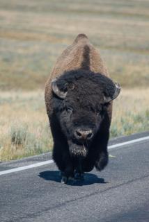 Bison